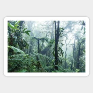 Monteverde Cloud Forest Sticker